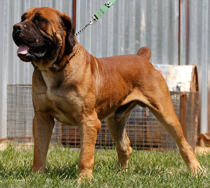 Boerboel Buy A Dog