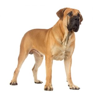 South African Boerboel