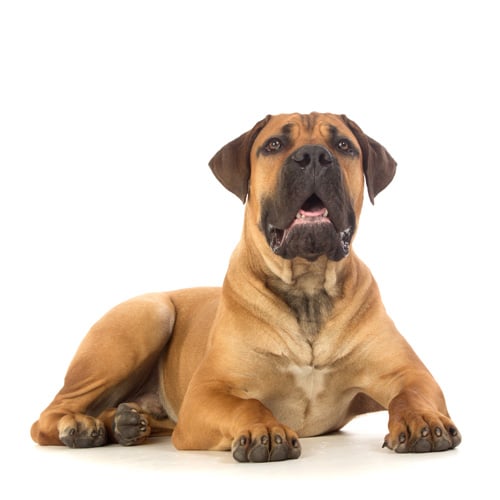 Boerboel_2