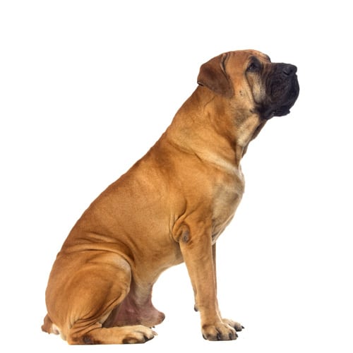 Boerboel_3