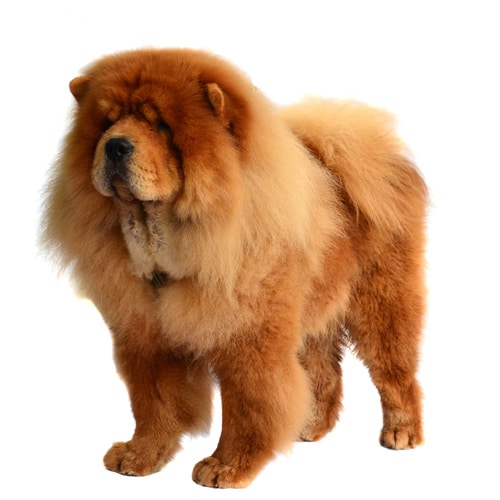 Chow Chow