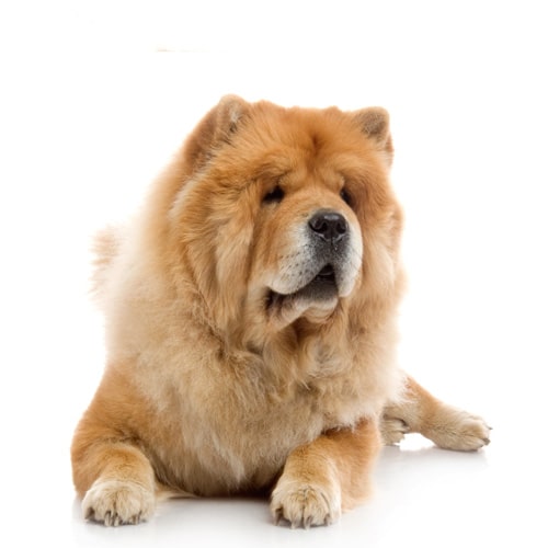 Chow-Chow_2