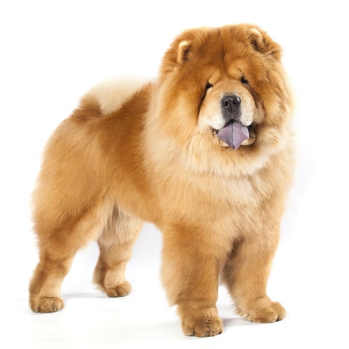 Chow-Chow_3