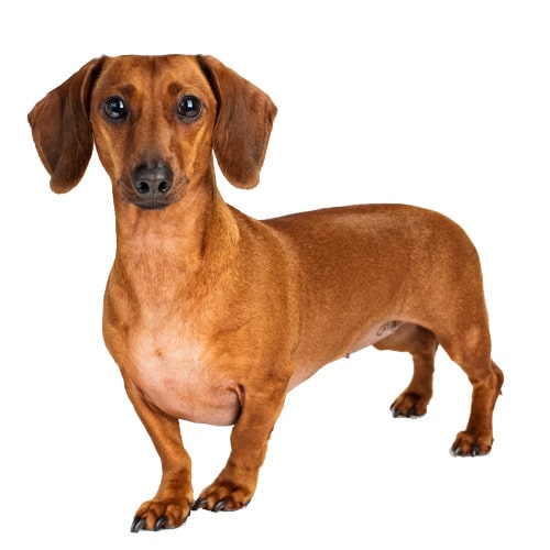 Dachshund_1