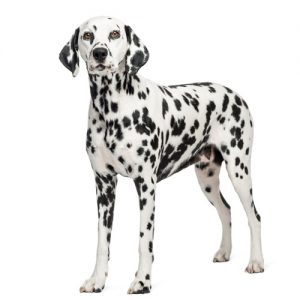 Dalmatian