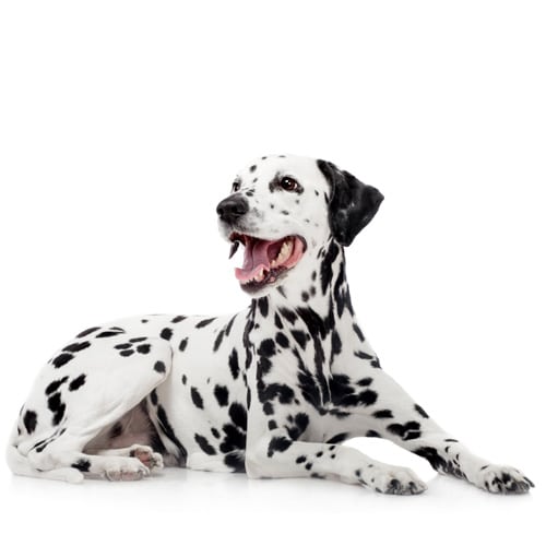 Dalmatian_2