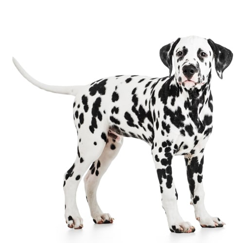 Dalmatian_3