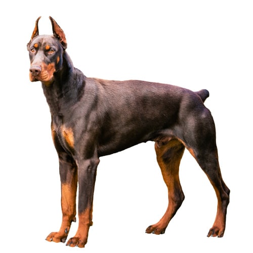 rate of doberman dog