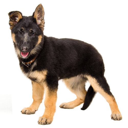 German-Shepherd_1