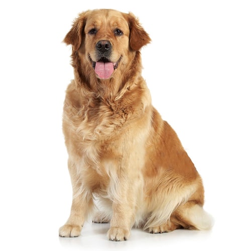 golden retriever price