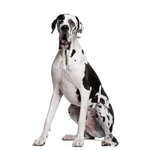 Great-Dane_2