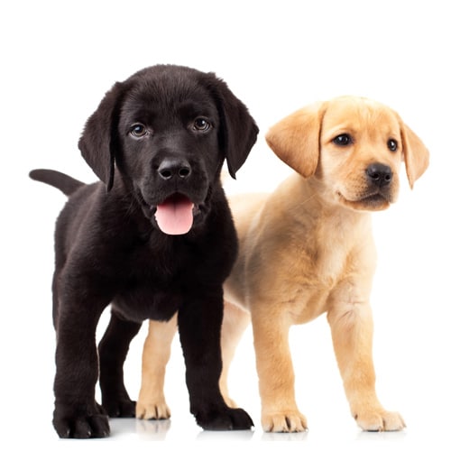 Labrador_2