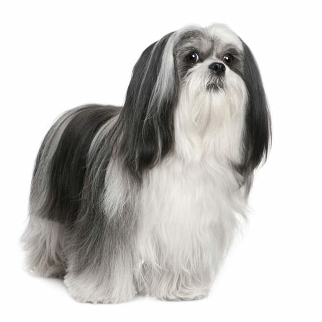 Lhasa Apso | Buy A Dog Nigeria todocat.com