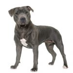 Pitbull