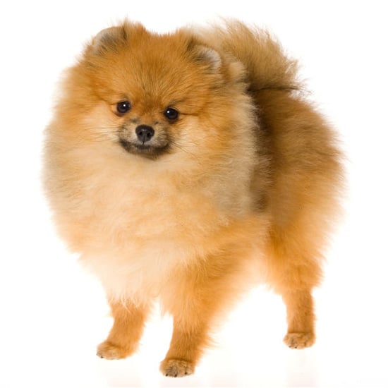 Toy Pomeranian