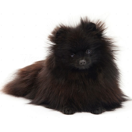 Black Toy Pomeranian