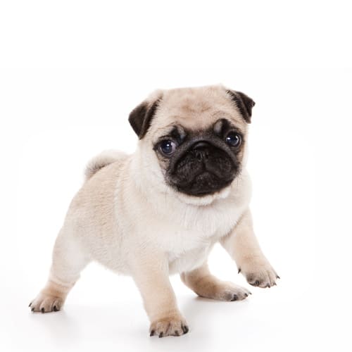 Pug_2