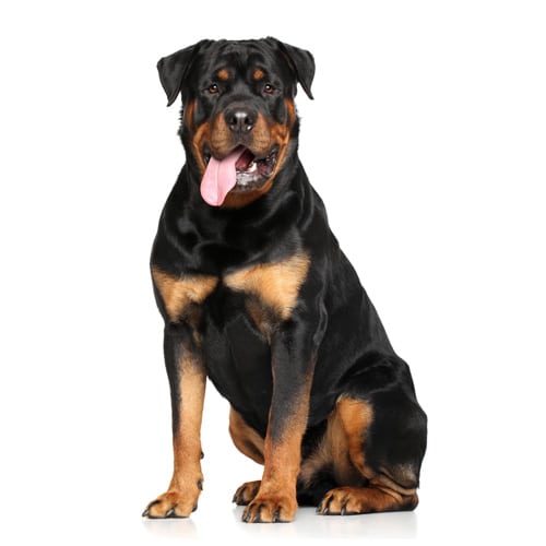 Rottweiler