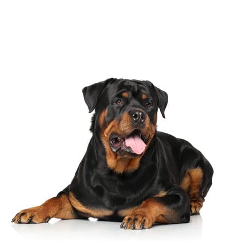 Rottweiler_2