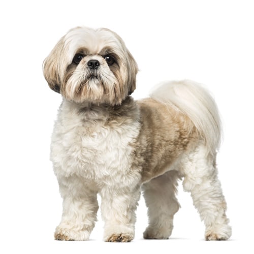 Shih-Tzu_1