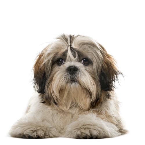 Shih-Tzu_2