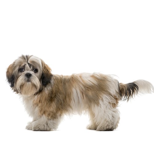 Shih Tzu