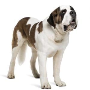 St Bernard