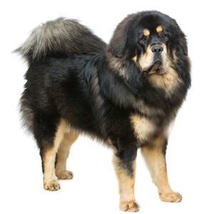 Tibetan Mastiff