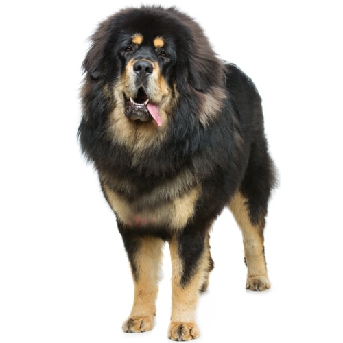 Tibetan-Mastiff_2