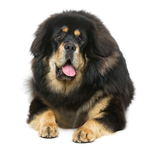 Tibetan-Mastiff_3