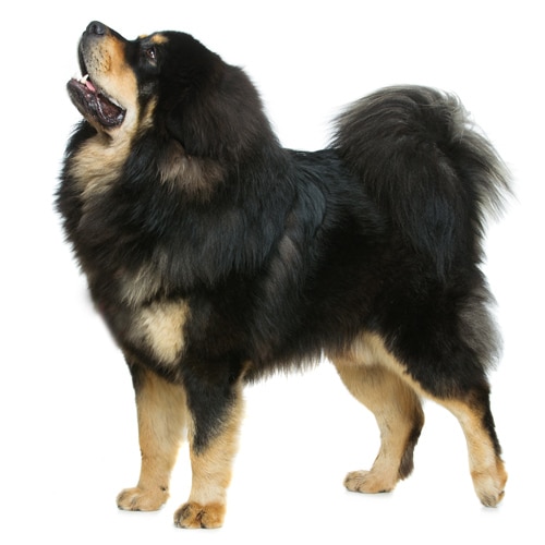 Tibetan-Mastiff_4