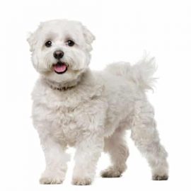 Maltese Dog