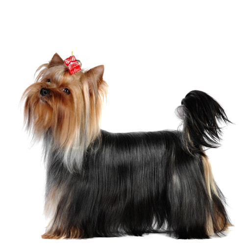 Yorkshire-Terrier_3