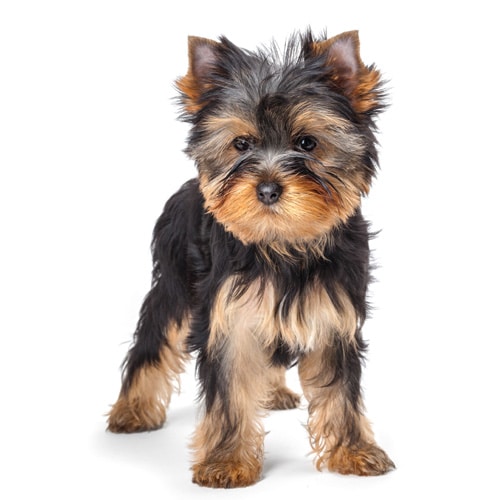 Yorkshire-Terrier_4