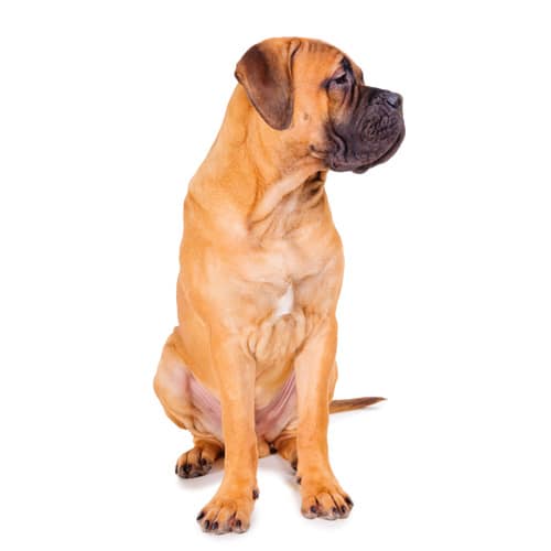 Bullmastiff_2