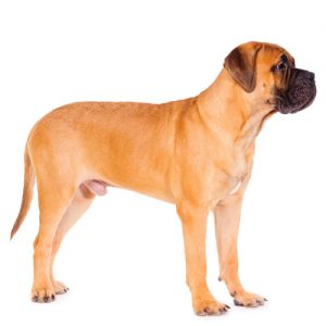 Bullmastiff