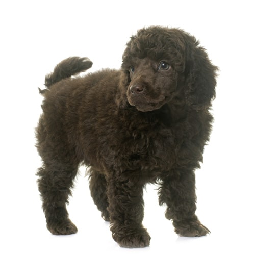 Poodle Puppy