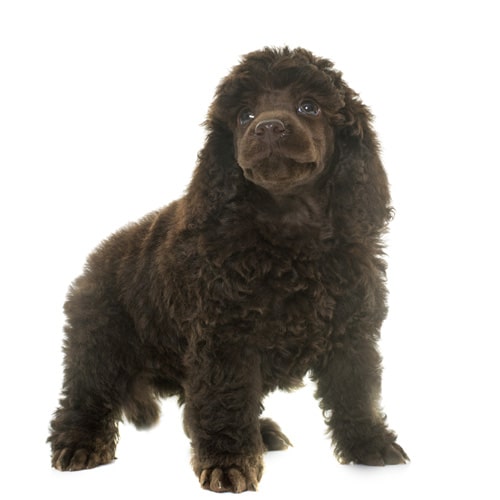 Poodle_3