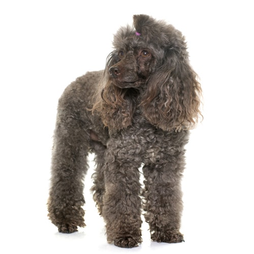 Poodle_4