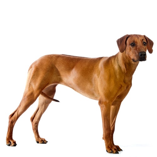 Rhodesian Ridgeback