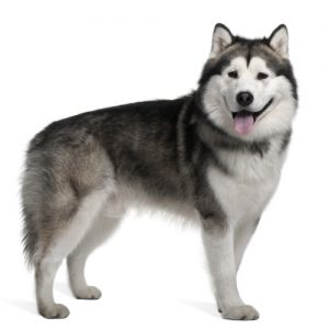 Alaskan Malamute