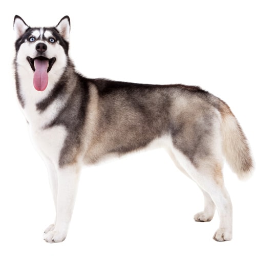 Siberian Husky