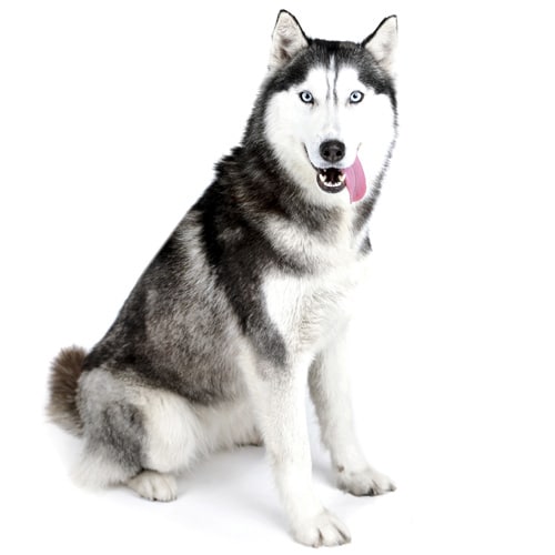 Siberian-Husky_2