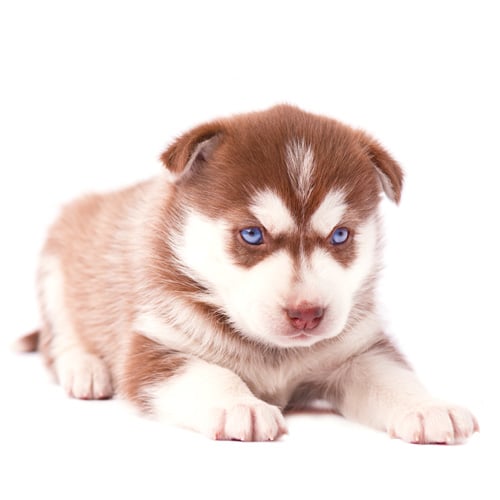 Siberian-Husky_puppy_1