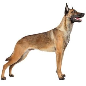 Belgian Malinois