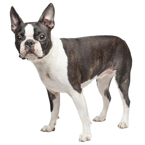 Boston Terrier