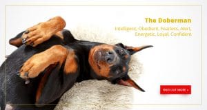 Buy A Dog Nigeria Doberman Homepage Banner