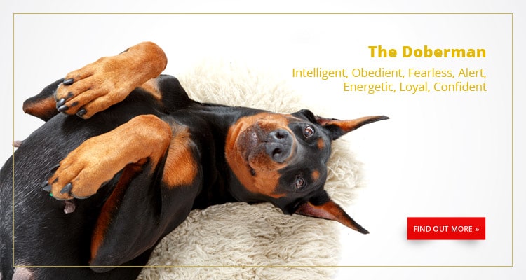 Buy A Dog Nigeria Doberman Homepage Banner