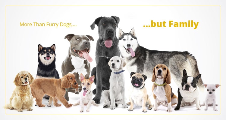Buy A Dog Nigeria Homepage Banner