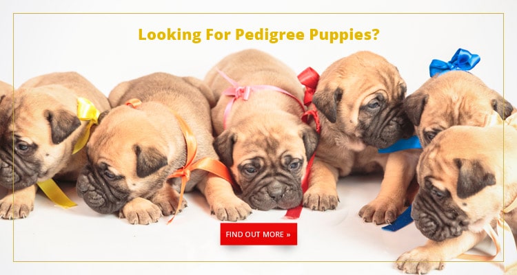 Buy A Dog Nigeria Doberman Homepage Banner